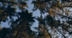 huset-trees